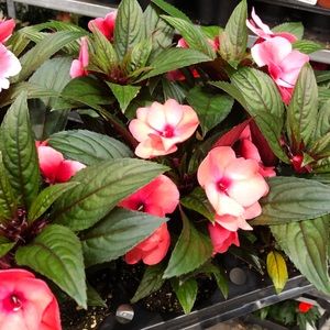 Meet your Posher, Yulie